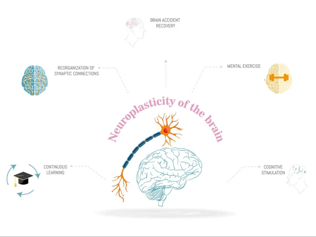 A graphic demonstrating the neuroplasticity of the brain under Ketamin Assisted Psychotheraphy (KAP)