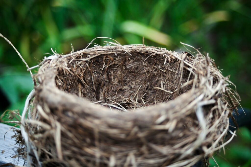 An empty nest